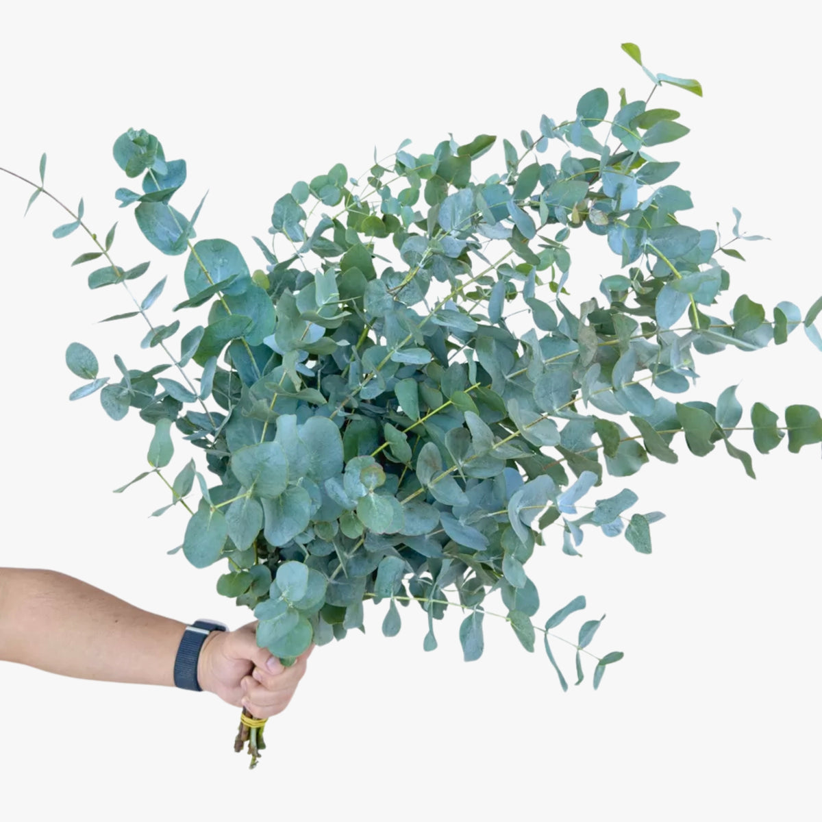 Eucalyptus Cineria