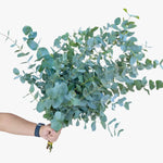 Eucalyptus Cineria