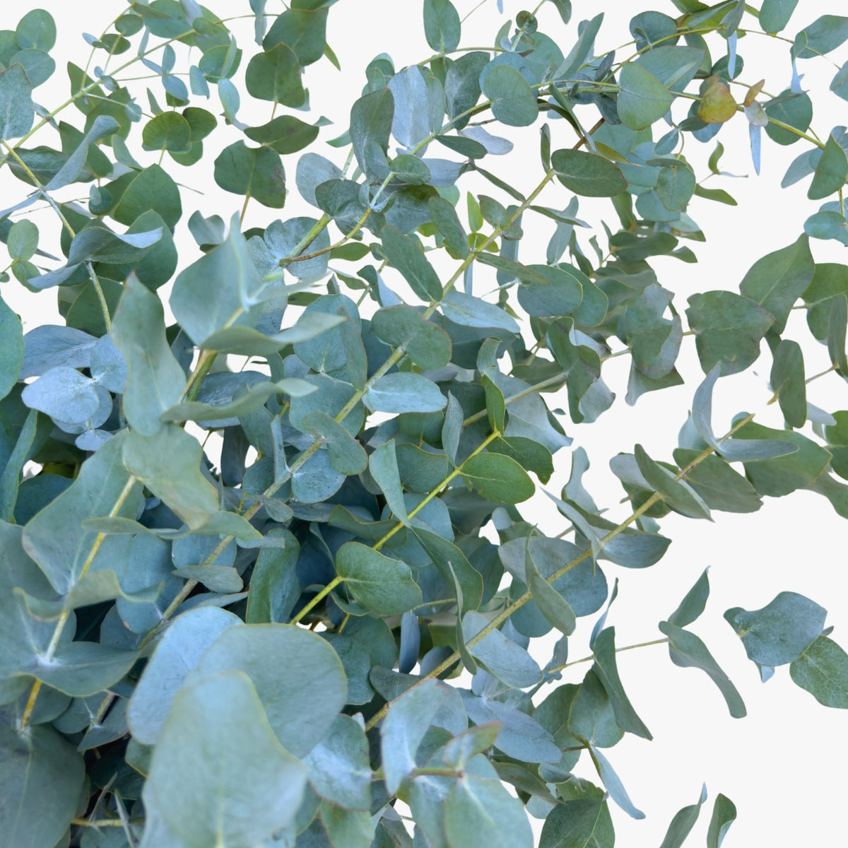 Eucalyptus Cineria