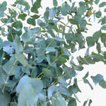 Eucalyptus Cineria