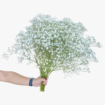 Gypsophila Xcellence