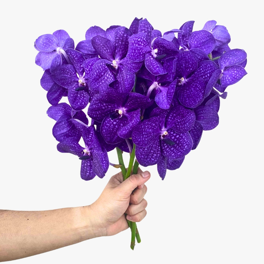 Deep Blue Vanda