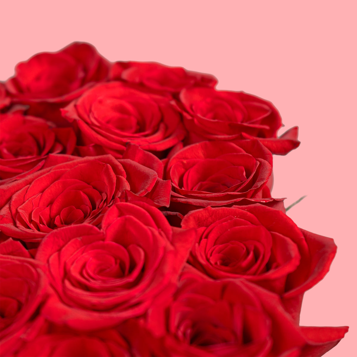 Close-up of a bouquet of red roses on a pink background