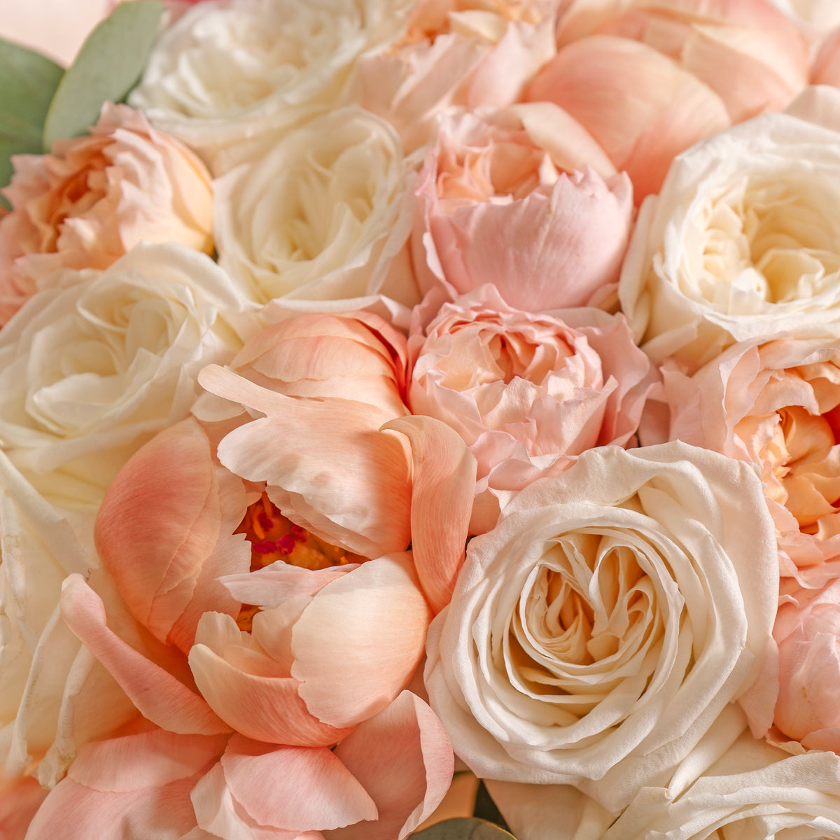 Close-up of pink and white roses with soft focus