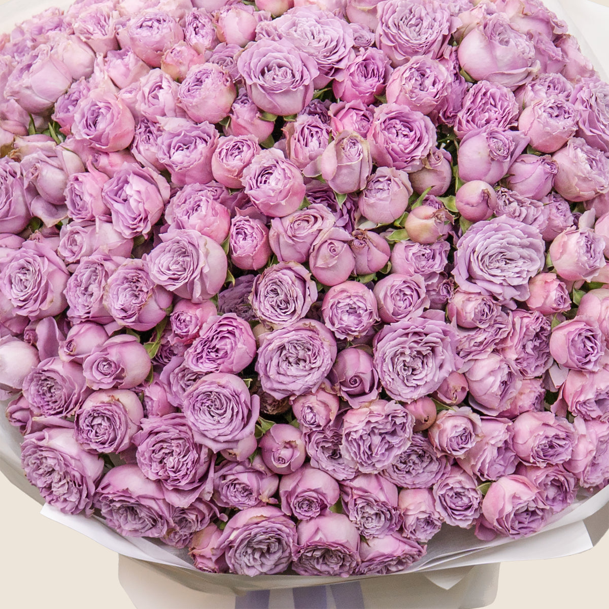 Bouquet of pink and purple roses on a light background