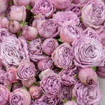 Close-up of a bouquet of purple roses