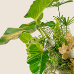 Close-up of a lush green plant with large leaves and decorative elements on a beige background