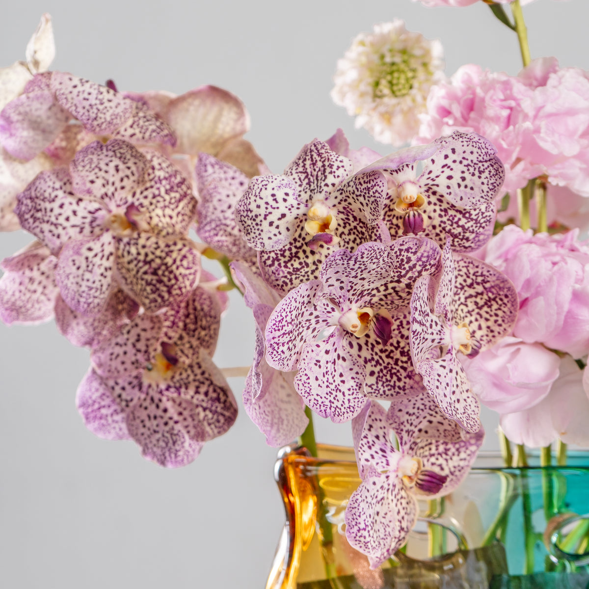 Vanda orchids with pink and white flowers in a clear vase on a light gray background