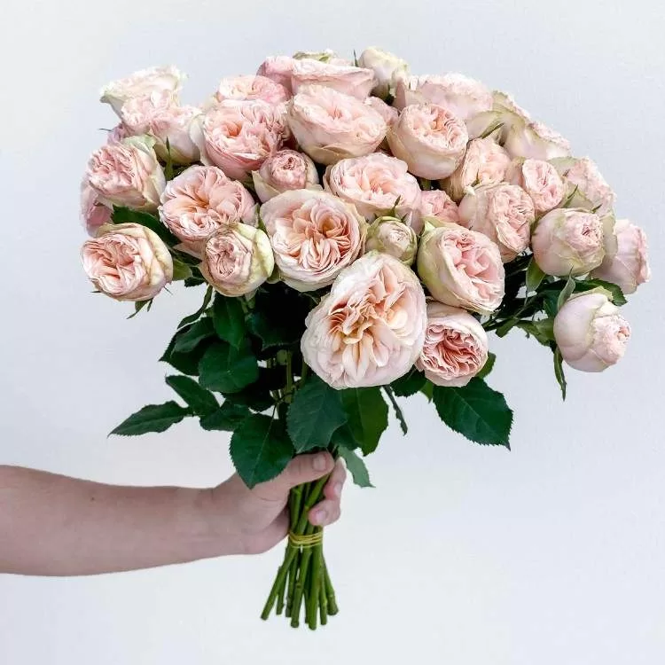 Gentle Trendsetter Spray Rose