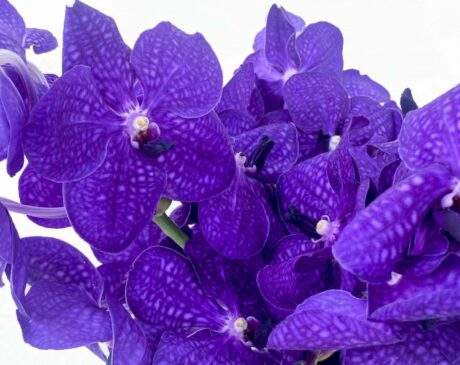 Vanda Blue zoom 750x750 1