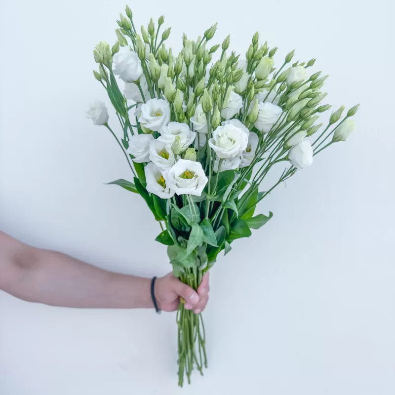 Double Rosita Lisianthus