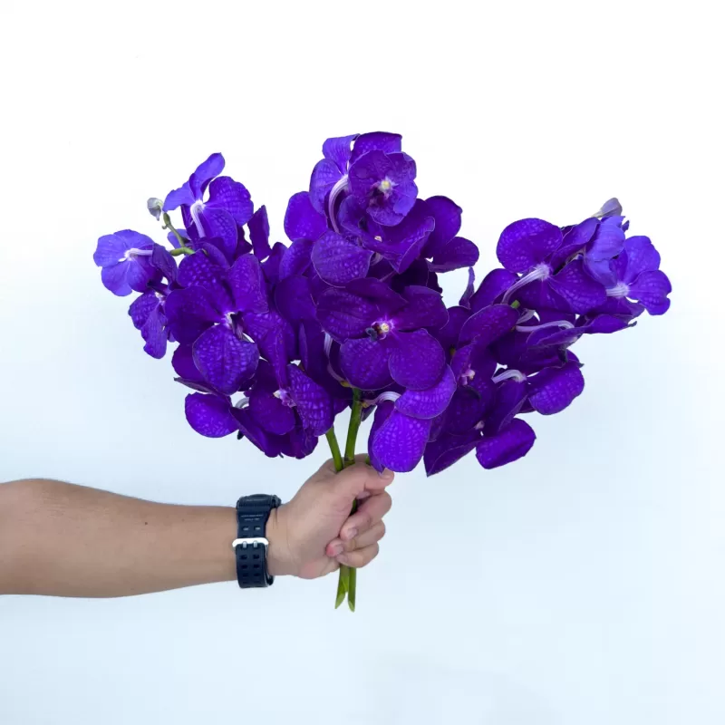 Deep Blue Vanda