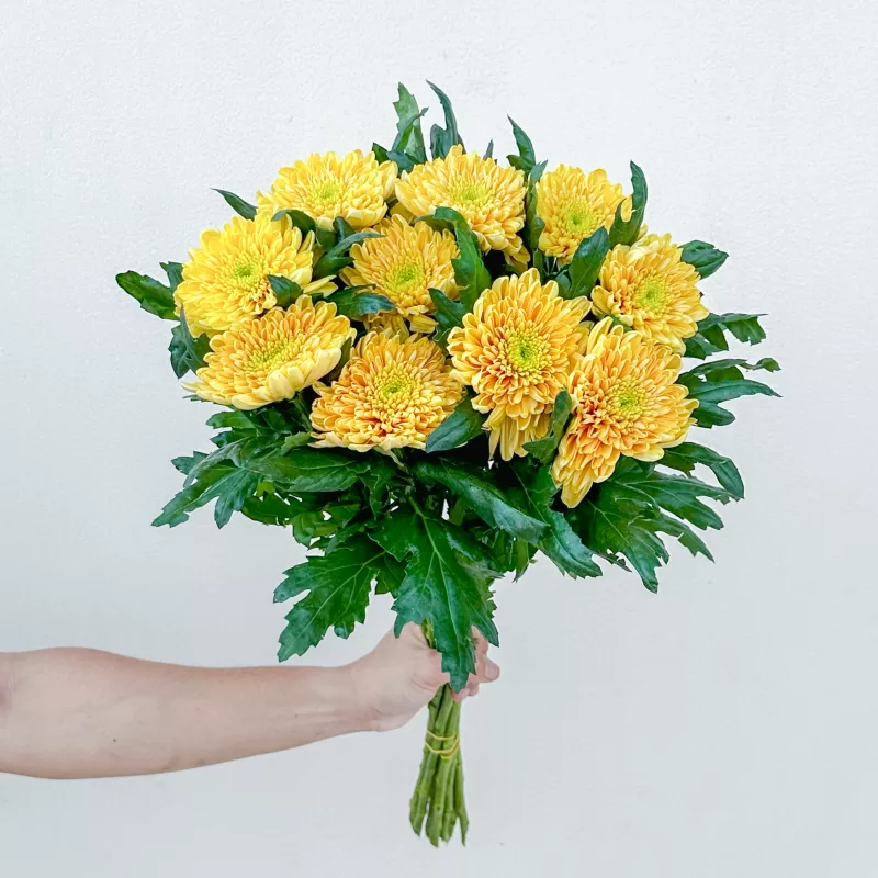 Chrysanthemum Rossano Orange