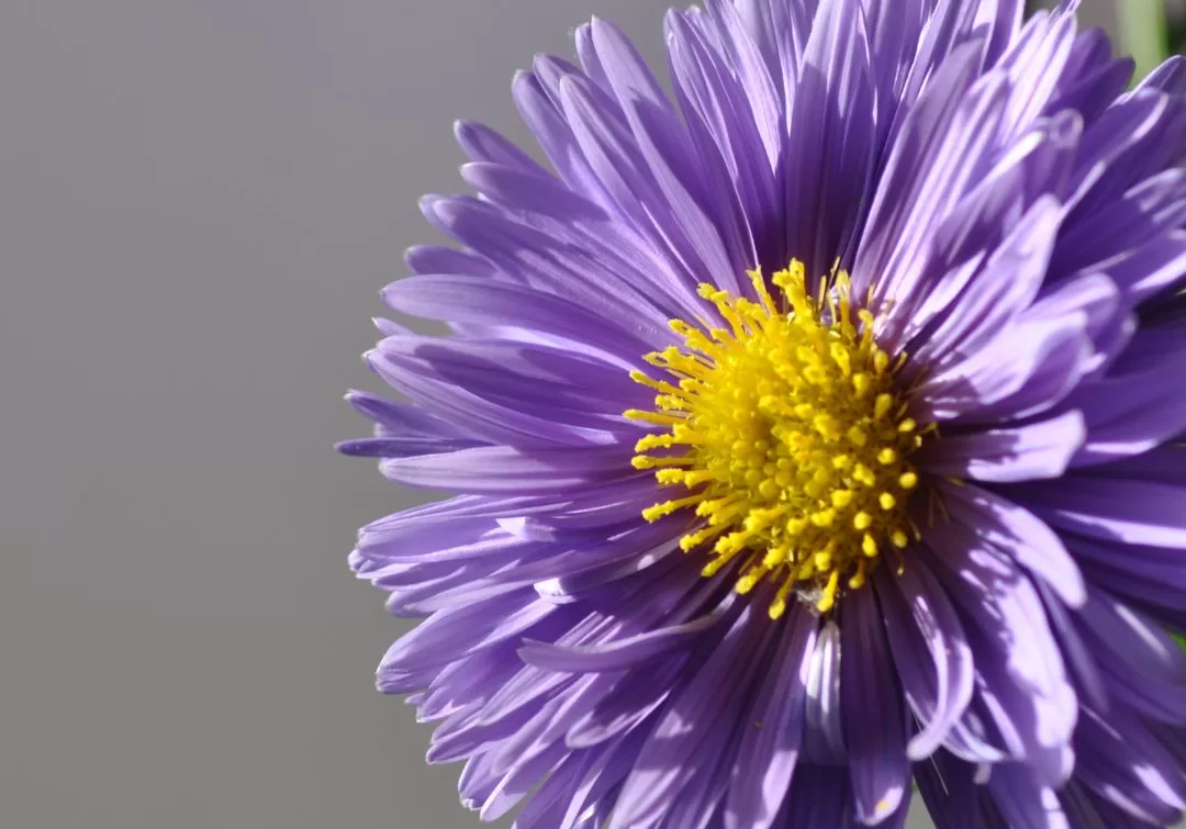 Asters September Flowers