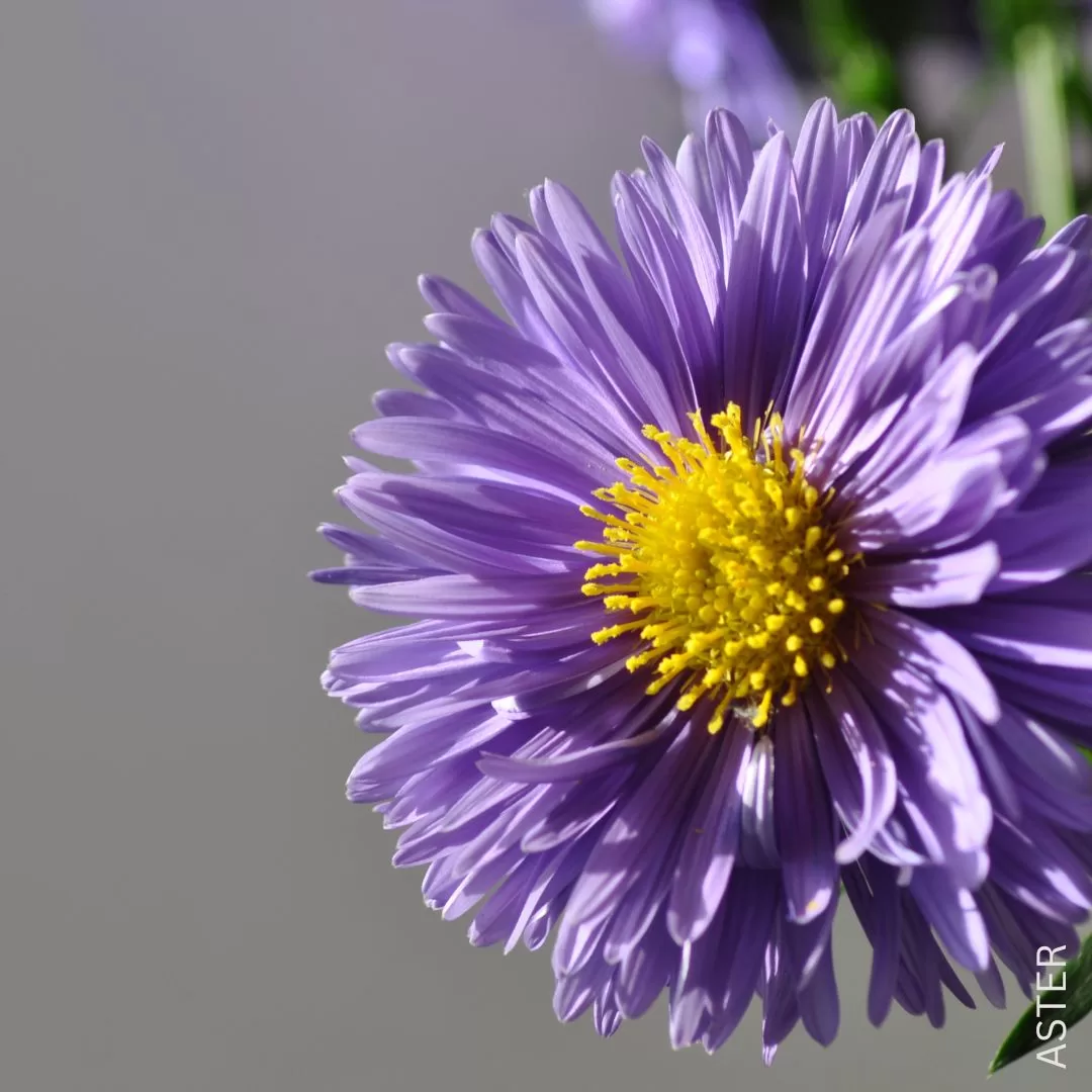 Asters September Flowers