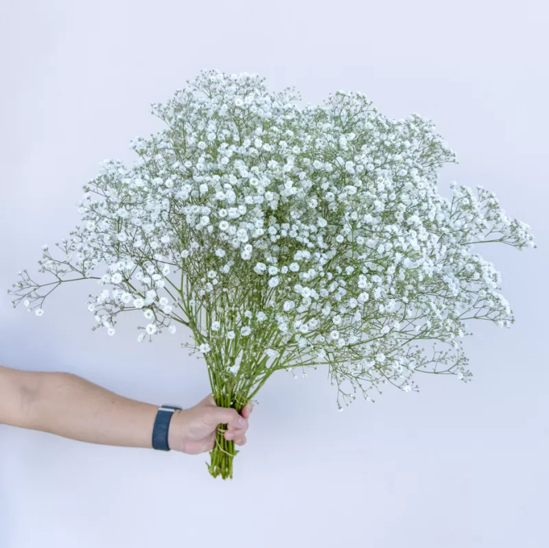 Gypsophila Xcellence