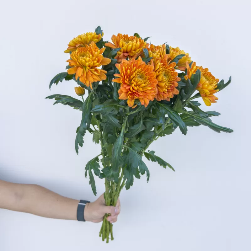 Chrysanthemum Rossano Orange