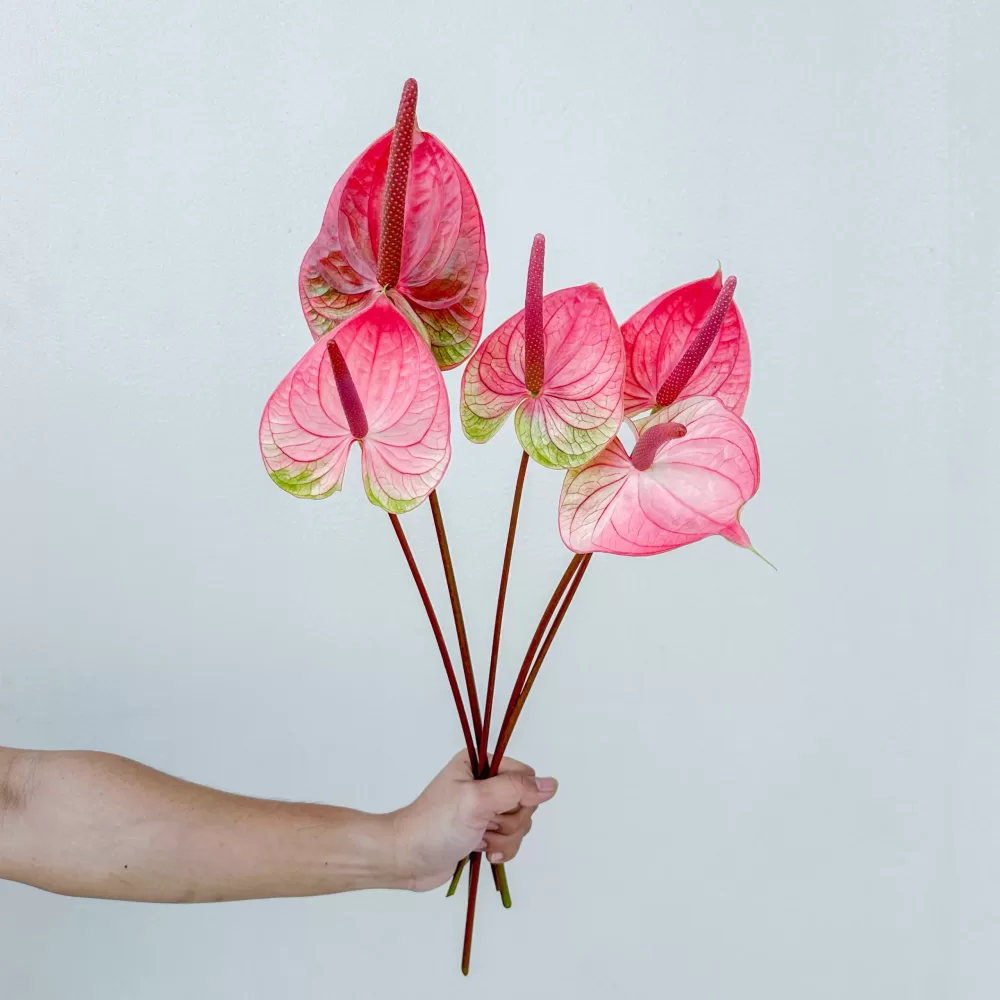 Anthurium Fantasia