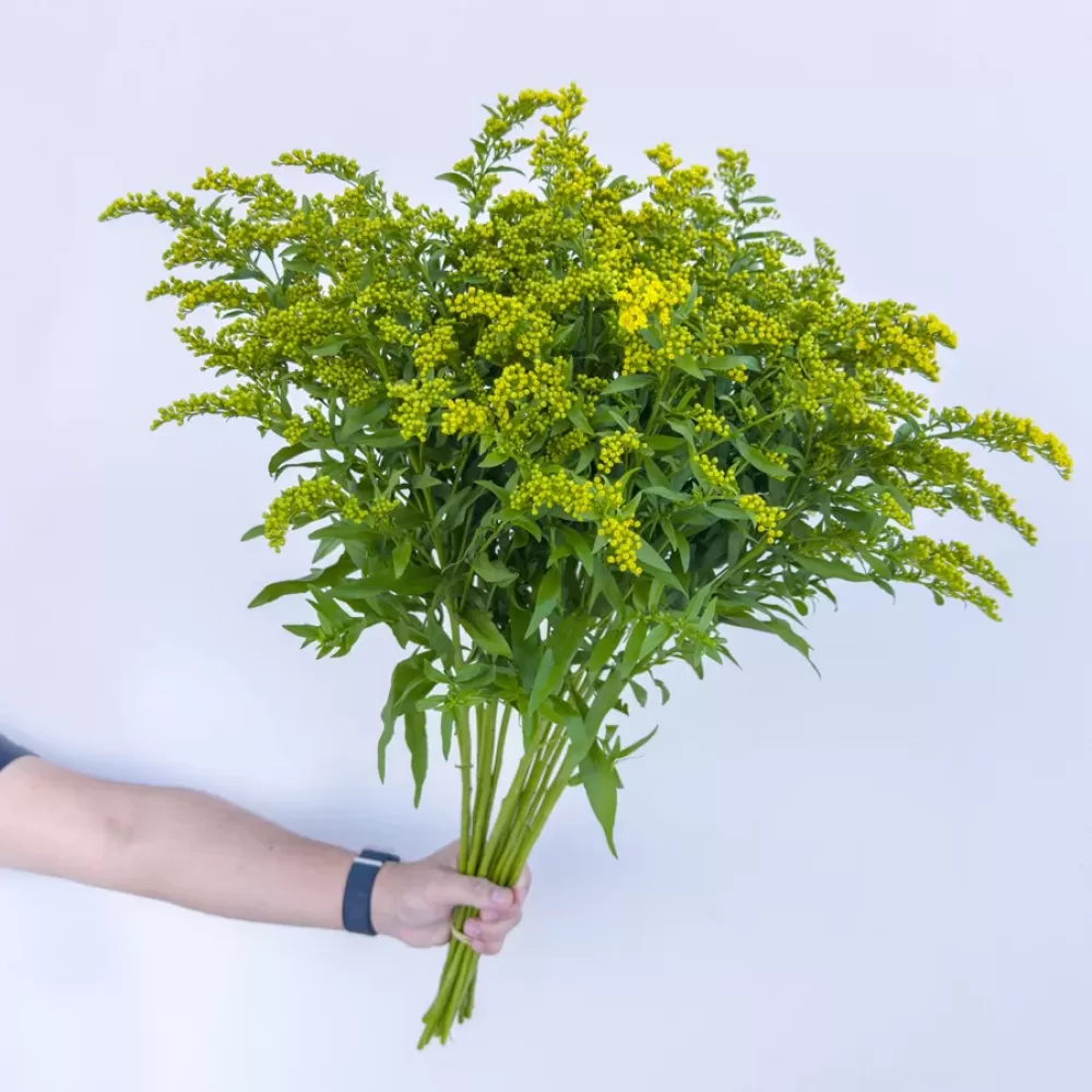 Solidago Golden Glory