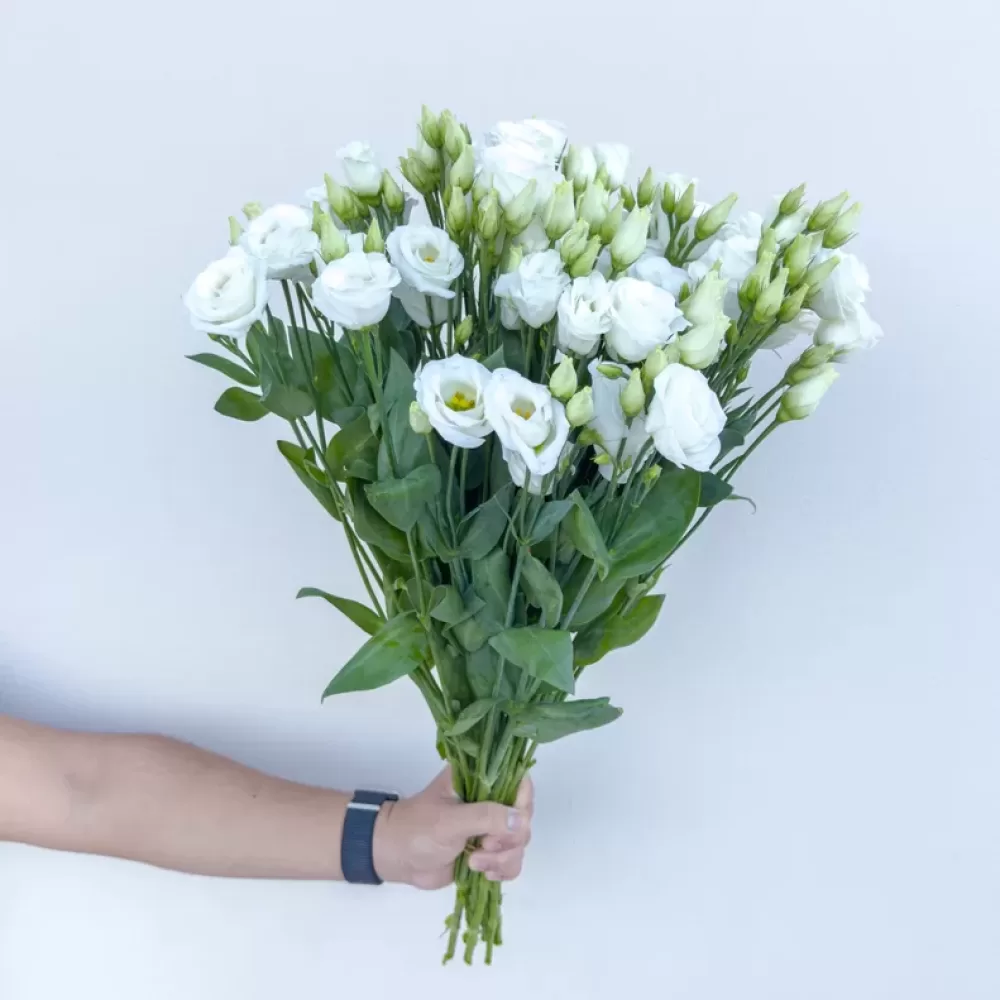 Lisianthus Double Rosita White