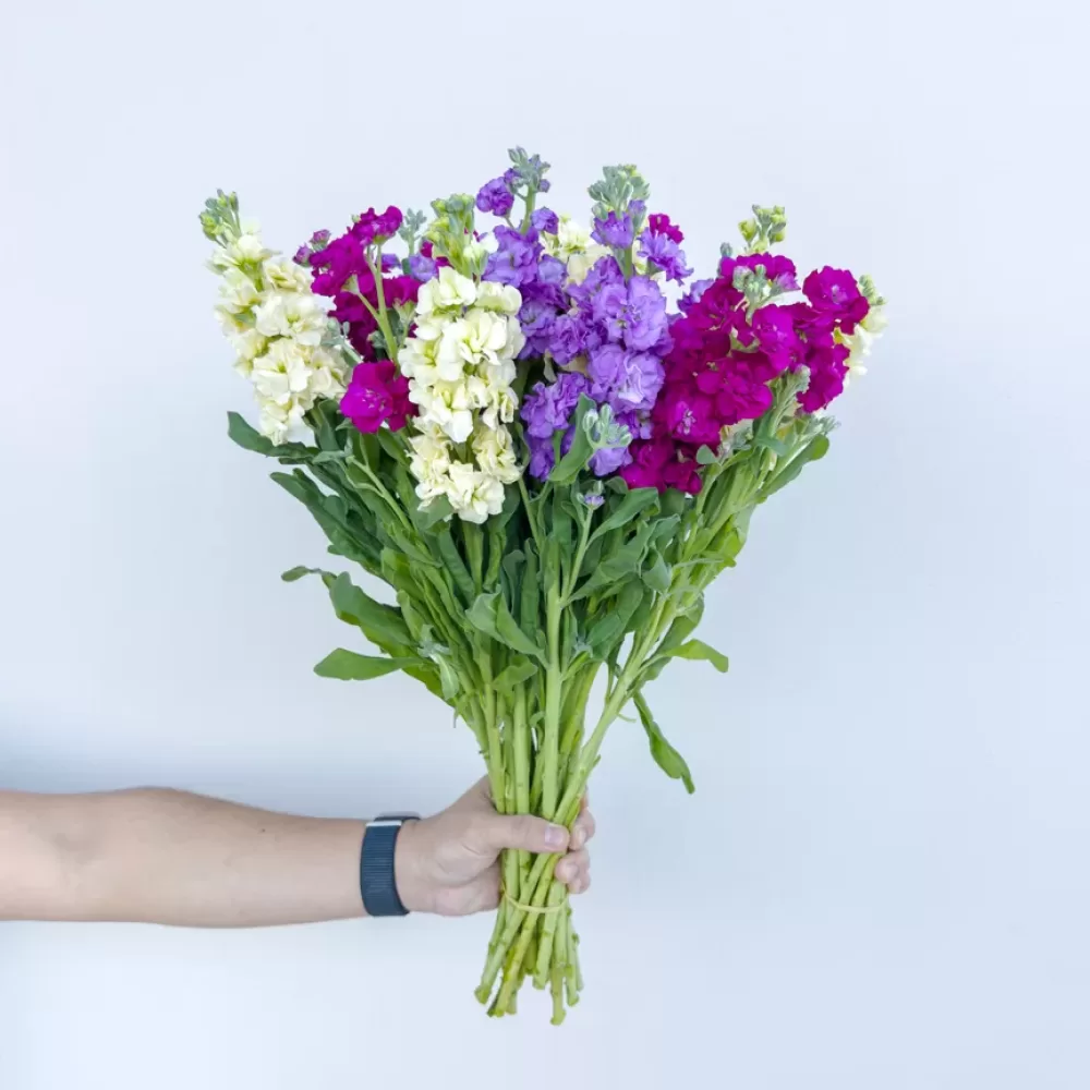 Mixed Matthiola